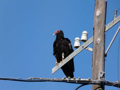 P1070012_Vinales_Cayo_Jutia
