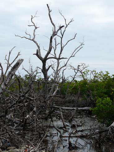 P1070222_Bootstrip_Trinidad