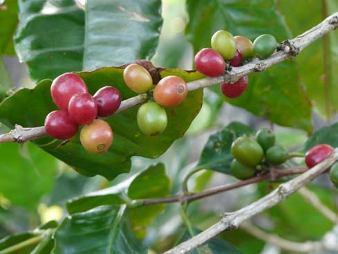 P1070251_Trinidad_Sta_Clara