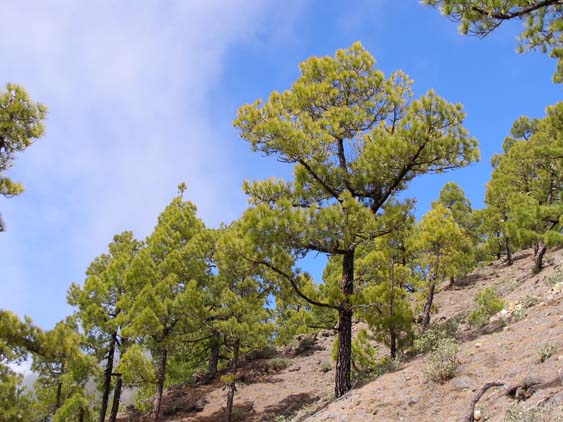 La Palma Wandern