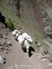 Ladakh225
