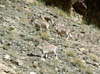 Ladakh466