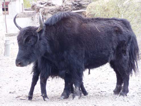 Ladakh  2-2004 036