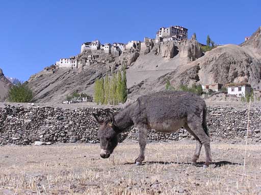 Esel, Kloster, Ladahk