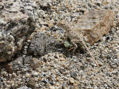 090829_Leh_und_Umgebung (123)