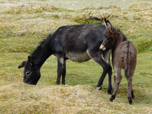 090829_Leh_und_Umgebung (137)