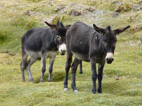 090829_Leh_und_Umgebung (138)