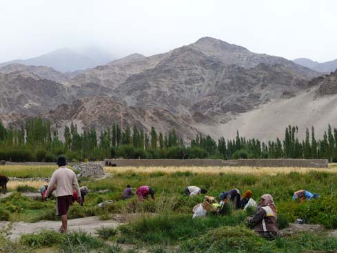 090829_Leh_und_Umgebung (19)