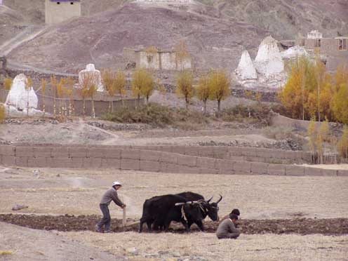 Ladakh  2-2004 337