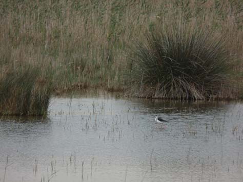 100304_Mallorca_Nord_521