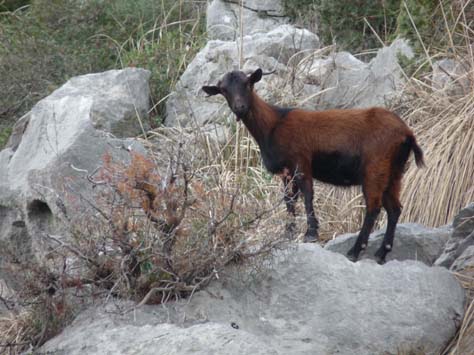 100304_Mallorca_Nord_214