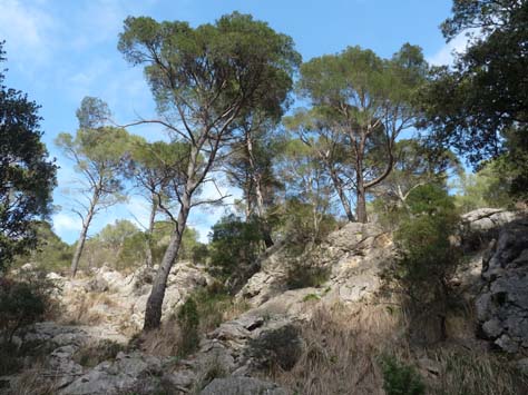 100304_Mallorca_Nord_220
