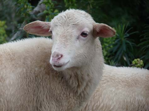 100304_Mallorca_Nord_350