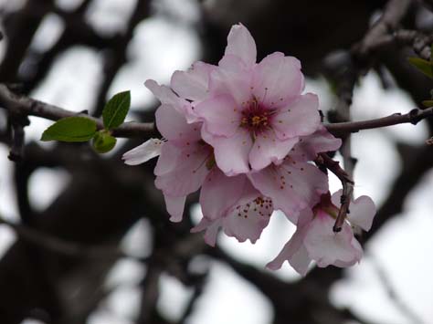 100304_Mallorca_Nord_354