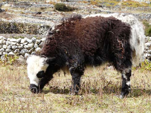 40222_Namche_Khumjung_Khunde