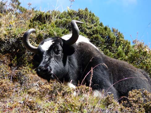 40392_Pangboche_Dingboche