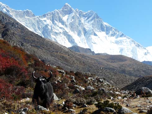 40489_Dingboche_Chukung