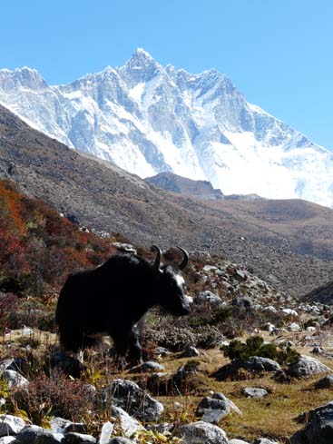 40490_Dingboche_Chukung
