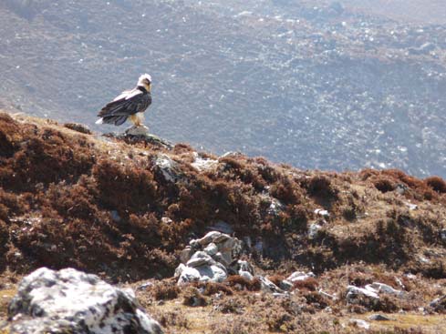 40540_Dingboche_Chukung