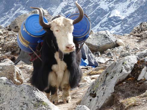 40787_Lobuche_Kala_Patar_Lobuche