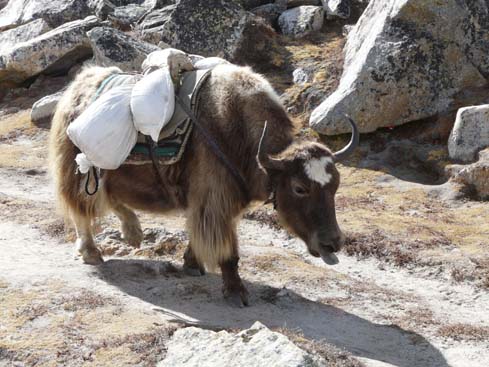 40806_Lobuche_Kala_Patar_Lobuche