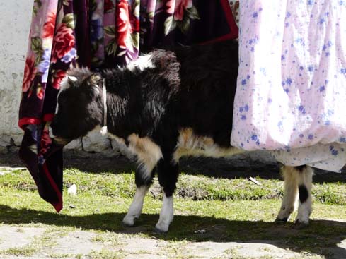 40887_Lobuche_Pangboche