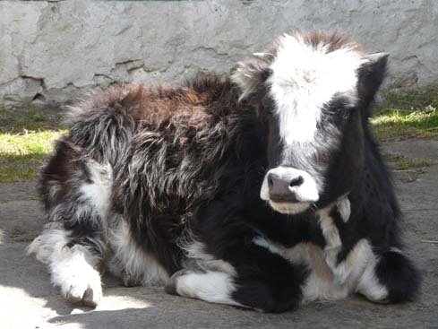 40888_Lobuche_Pangboche