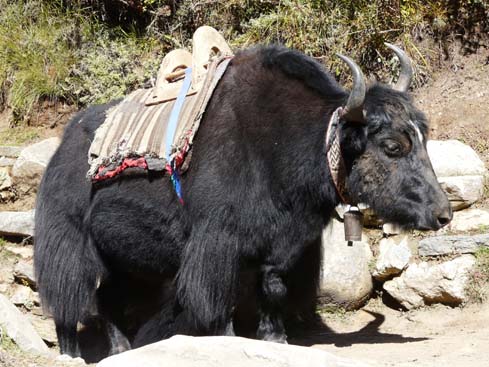 40944_Pangboche_Tengboche_Namche