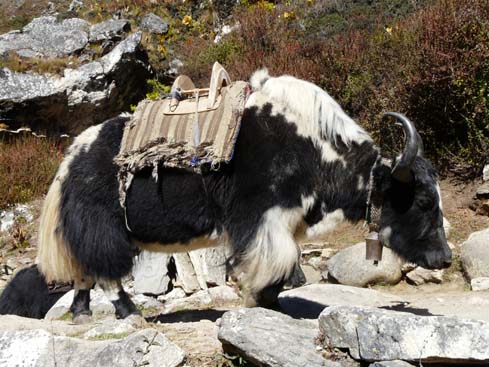 40946_Pangboche_Tengboche_Namche