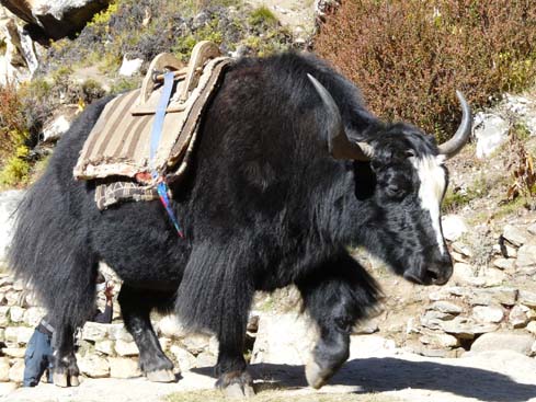 Yak, Solo Khumbu, Nepal