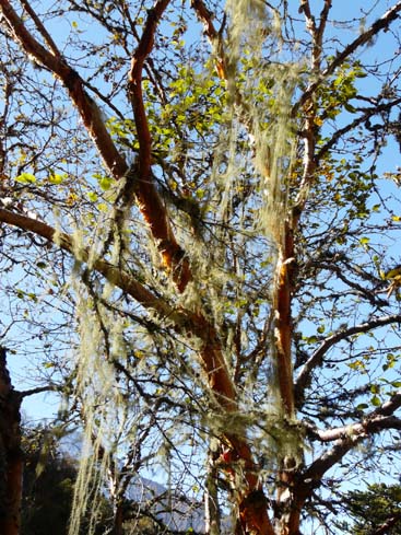 40957_Pangboche_Tengboche_Namche