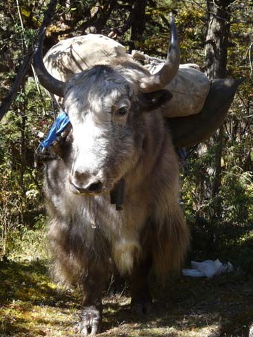 40970_Pangboche_Tengboche_Namche