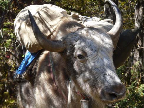 40972_Pangboche_Tengboche_Namche