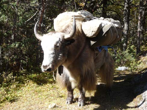 40973_Pangboche_Tengboche_Namche