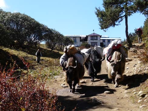 40983_Pangboche_Tengboche_Namche
