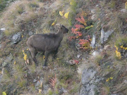 50034_Pangboche_Tengboche_Namche