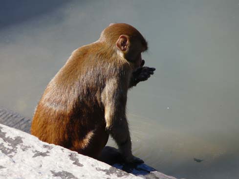 50087_Pashupatinath_KTM