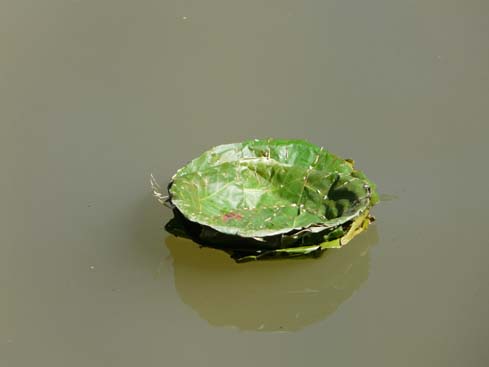 50103_Pashupatinath_KTM