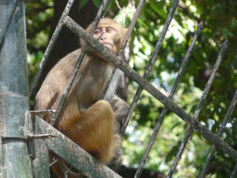 50283_Pashupatinath_KTM