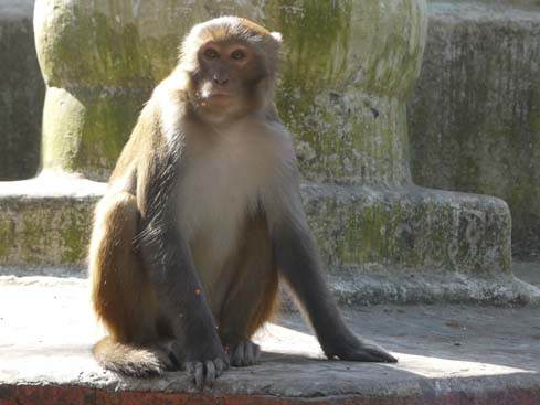 50374_Swayambunath_KTM