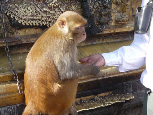 50390_Swayambunath_KTM