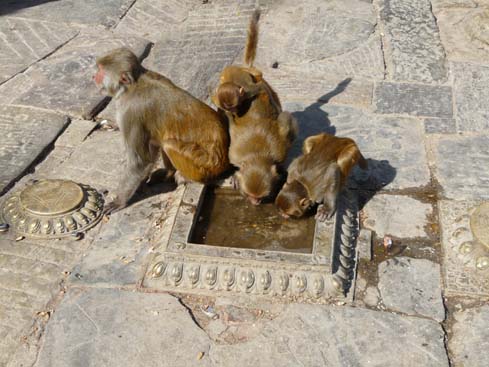 50391_Swayambunath_KTM