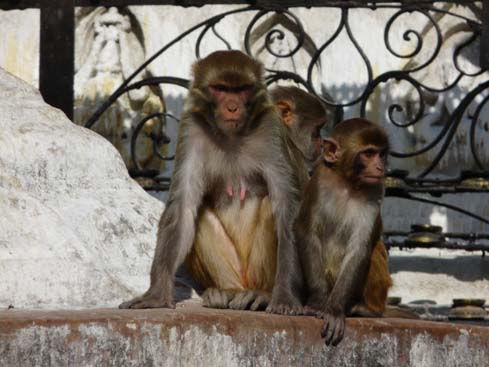 50398_Swayambunath_KTM