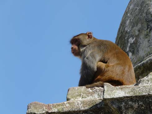 50402_Swayambunath_KTM