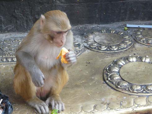 50407_Swayambunath_KTM