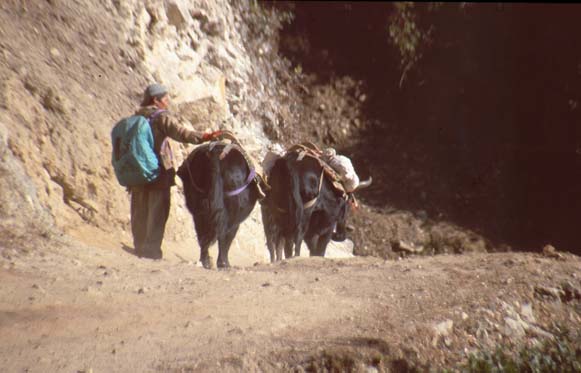 Khumbu2000-003