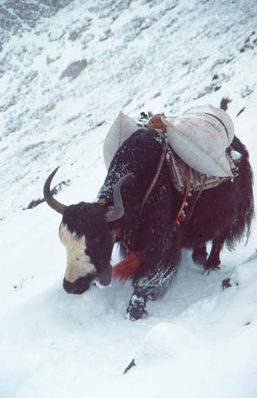 Khumbu2000-122
