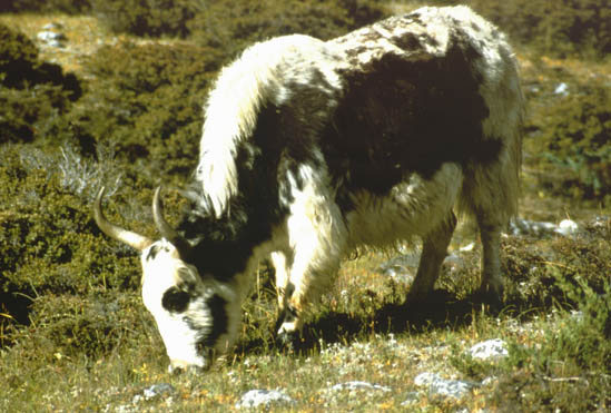 Langtang_1986_101