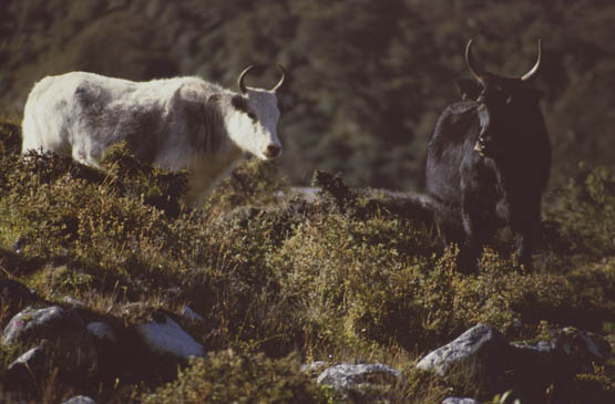 Langtang_1986_123
