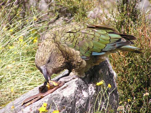 Kea, Neuseeland